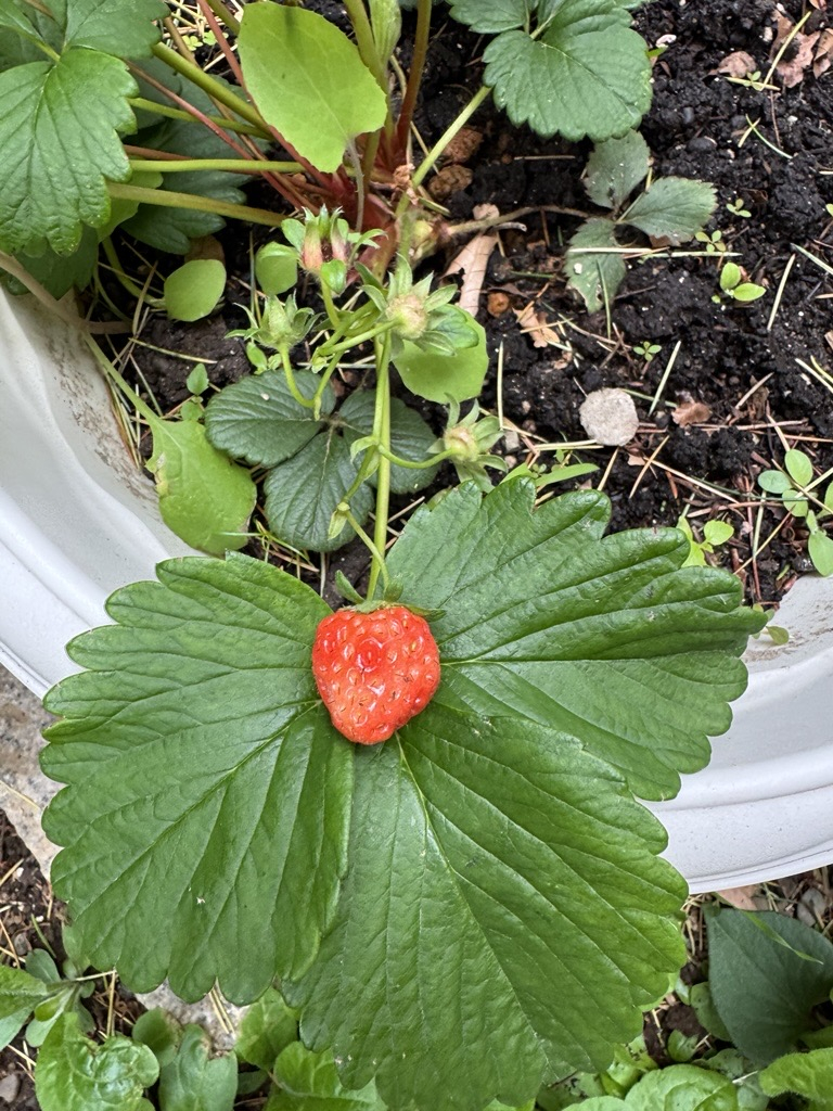 Image - 2026-04-30T105222.562